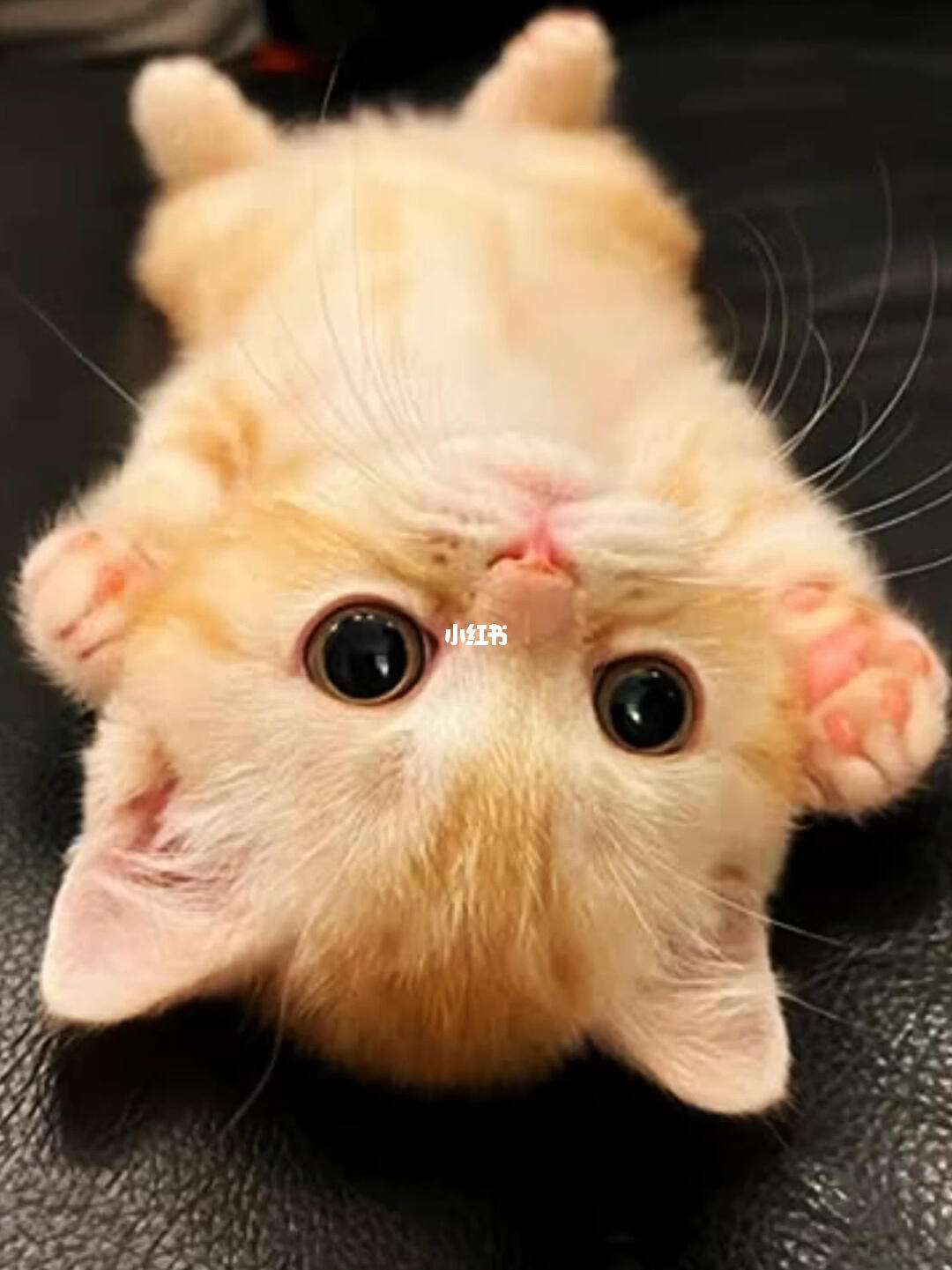 苹果版猫咪很可爱猫在晚上杀死主人案例