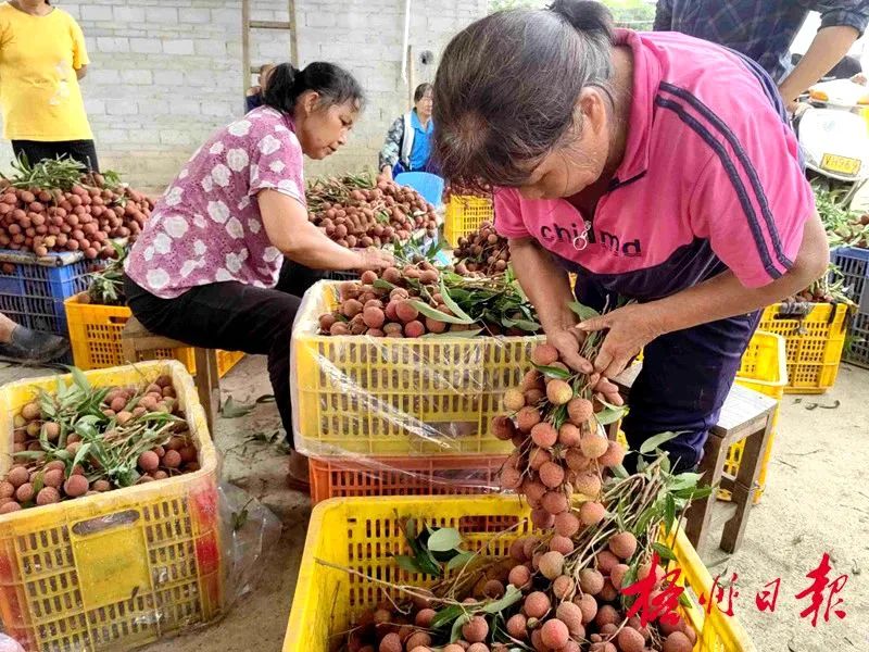 运荔枝客户端水果店运来荔枝和桂圆2400千克-第2张图片-太平洋在线下载